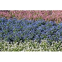 Nomeolvides blanco- azul y rosa - semillas de 3 variedades de plantas con flores - 3 paquetes de semillas